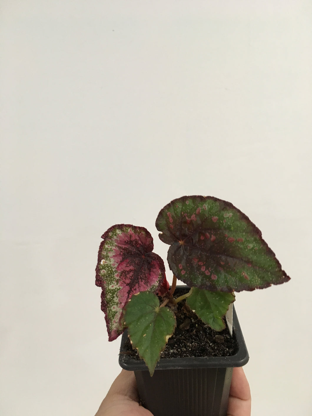 Begonia Rex Plum Paisley in 7.5cm pot
