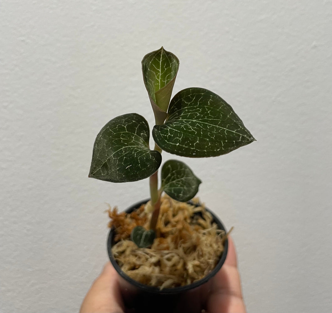 Anoectochilus formosanus - jewel orchid
