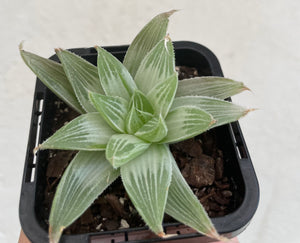 Haworthia silver swirl in 7cm pot