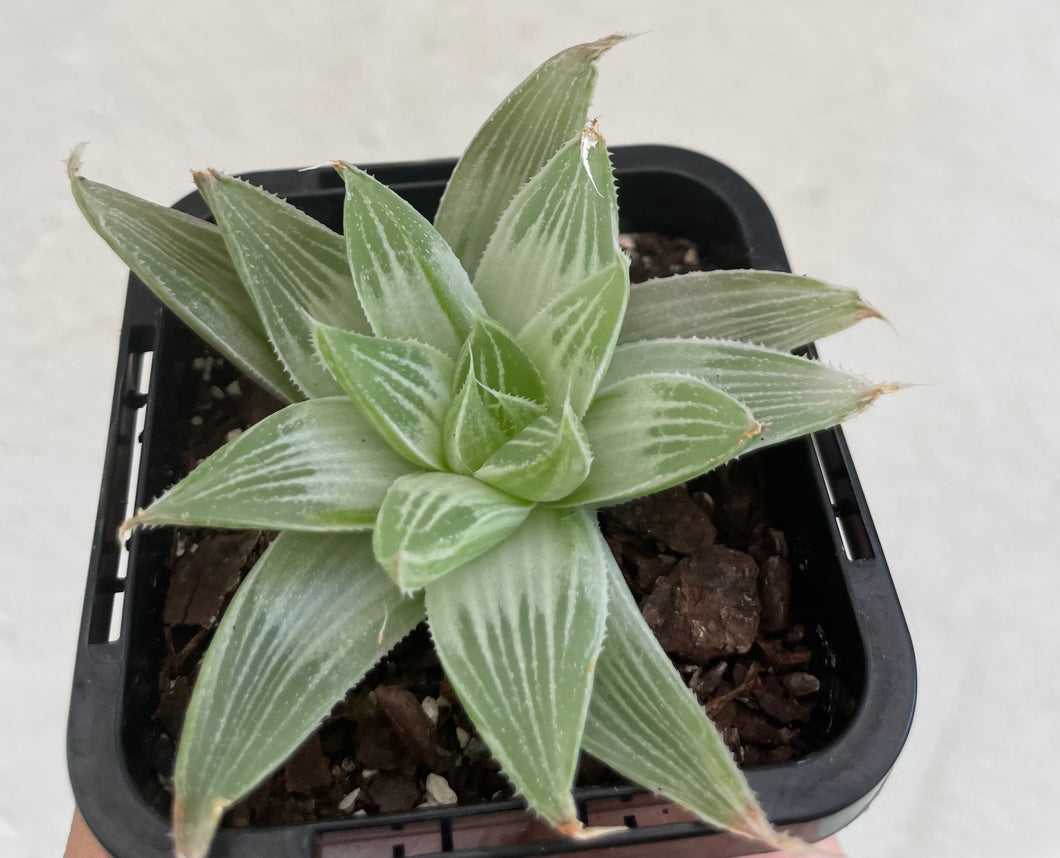 Haworthia silver swirl in 7cm pot