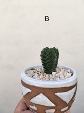 Load image into Gallery viewer, Crassula pyramidalis in 9cm decorative pot
