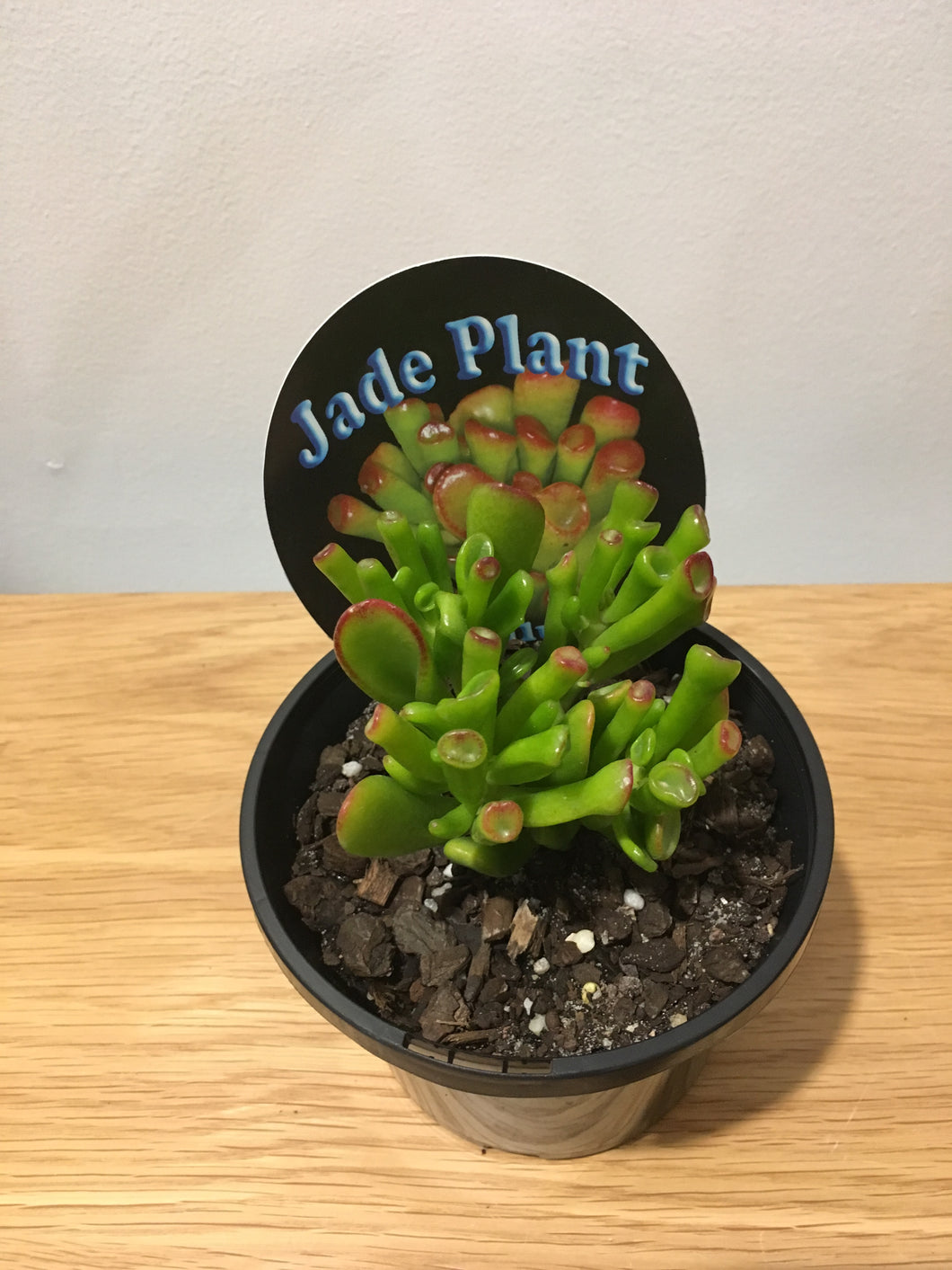 Jade Plant Gollum in 12cm pot