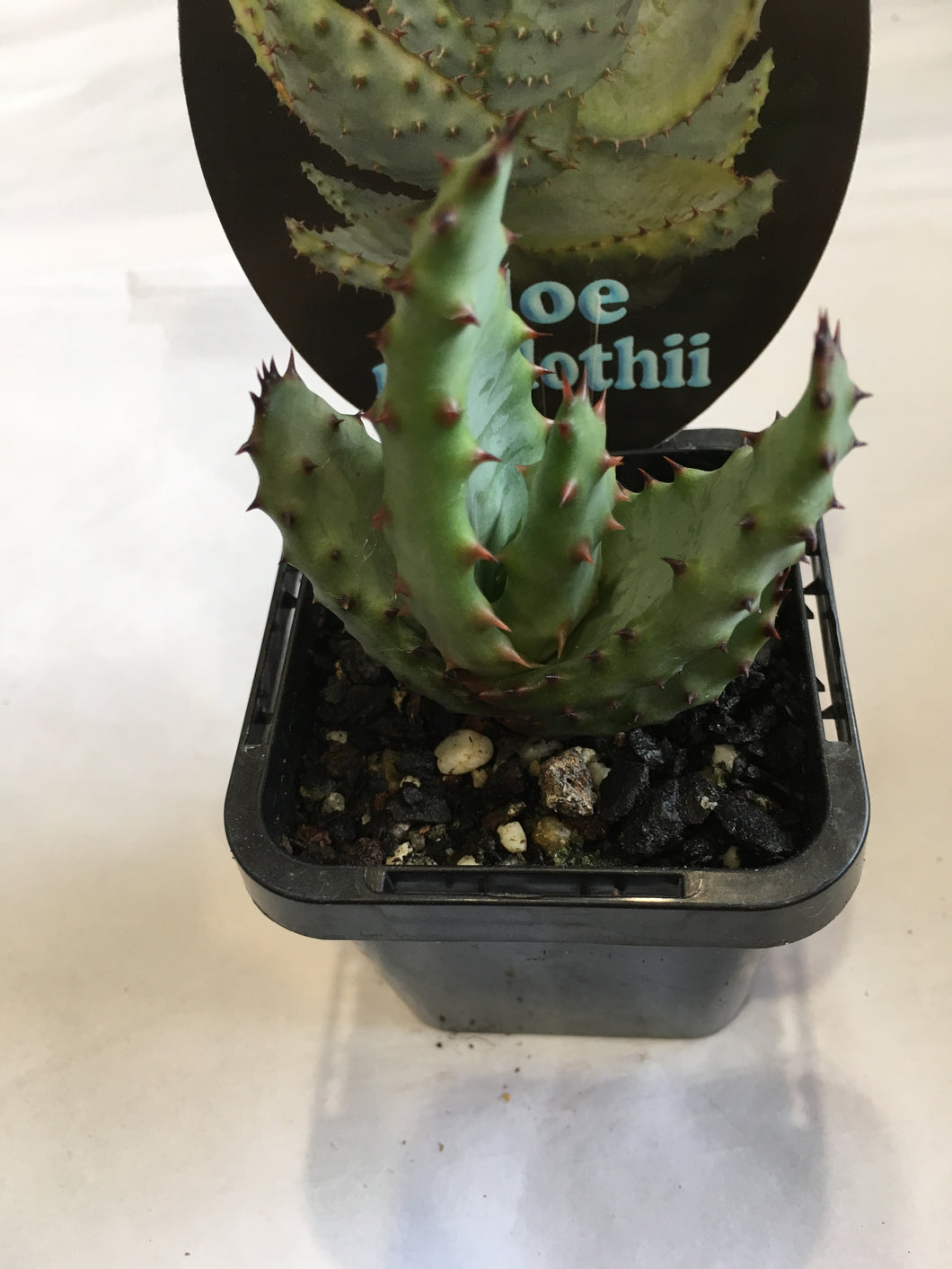 Aloe marlothii in 7cm pot