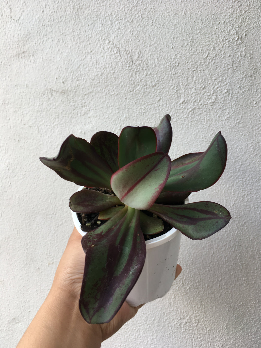 Echeveria nodulosa in 10cm pot