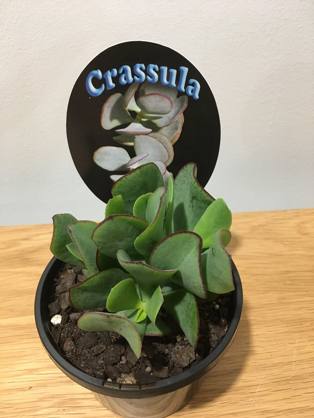 Crassula Blue Bird in 12cm pot