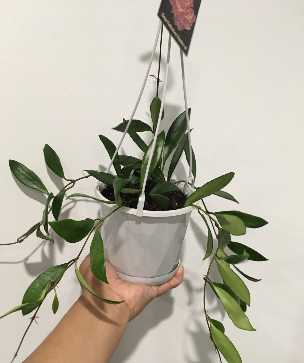 Hoya davidcummingii in 13cm pot