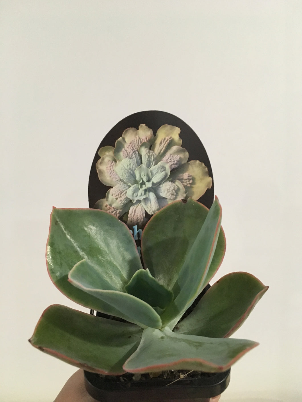 Echeveria in 7cm pot