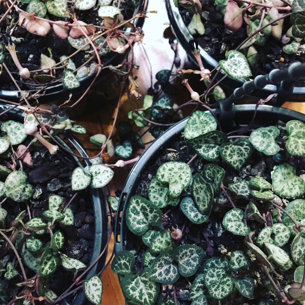 Chain of Hearts in 15cm pot