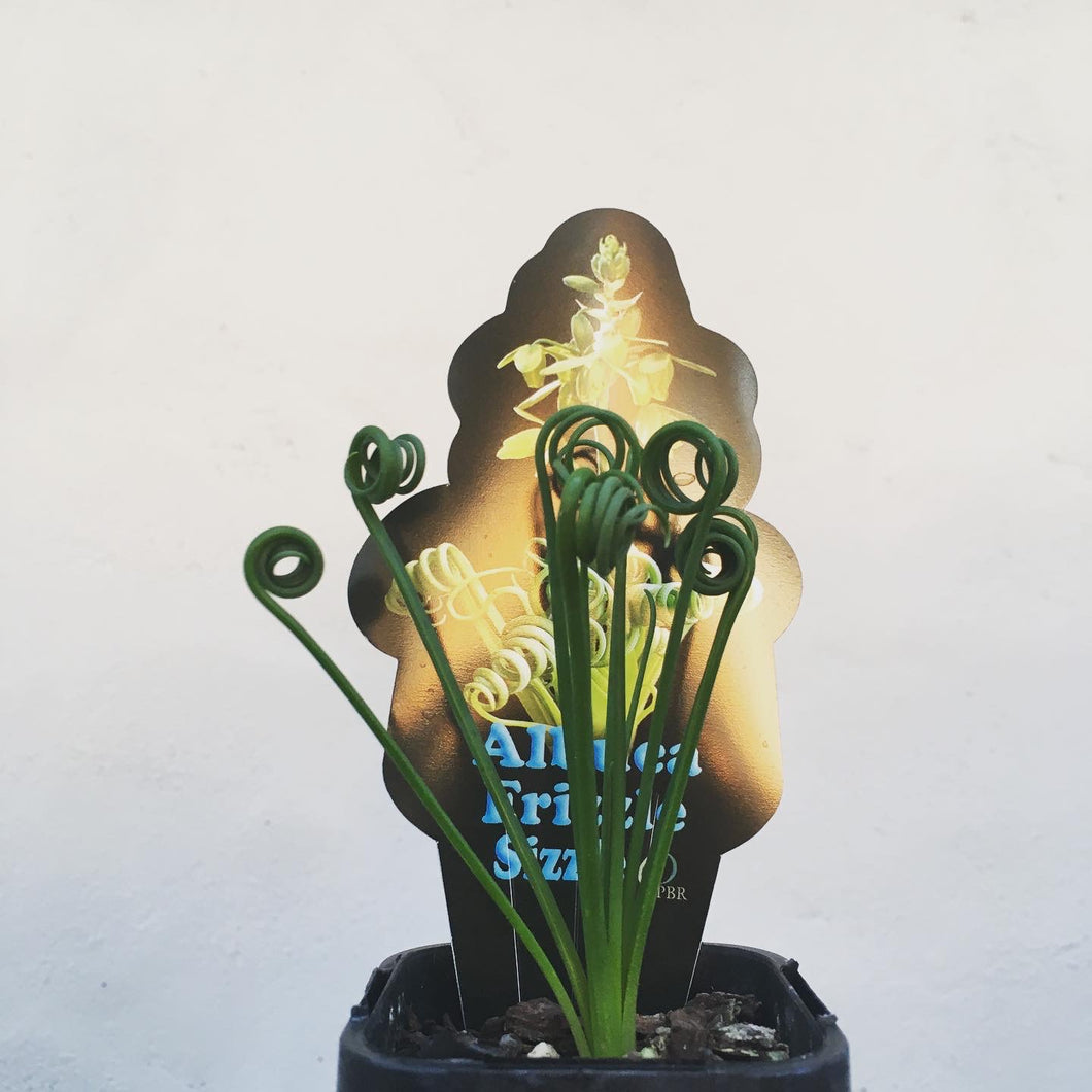 Albuca spiralis in 7cm tube pot