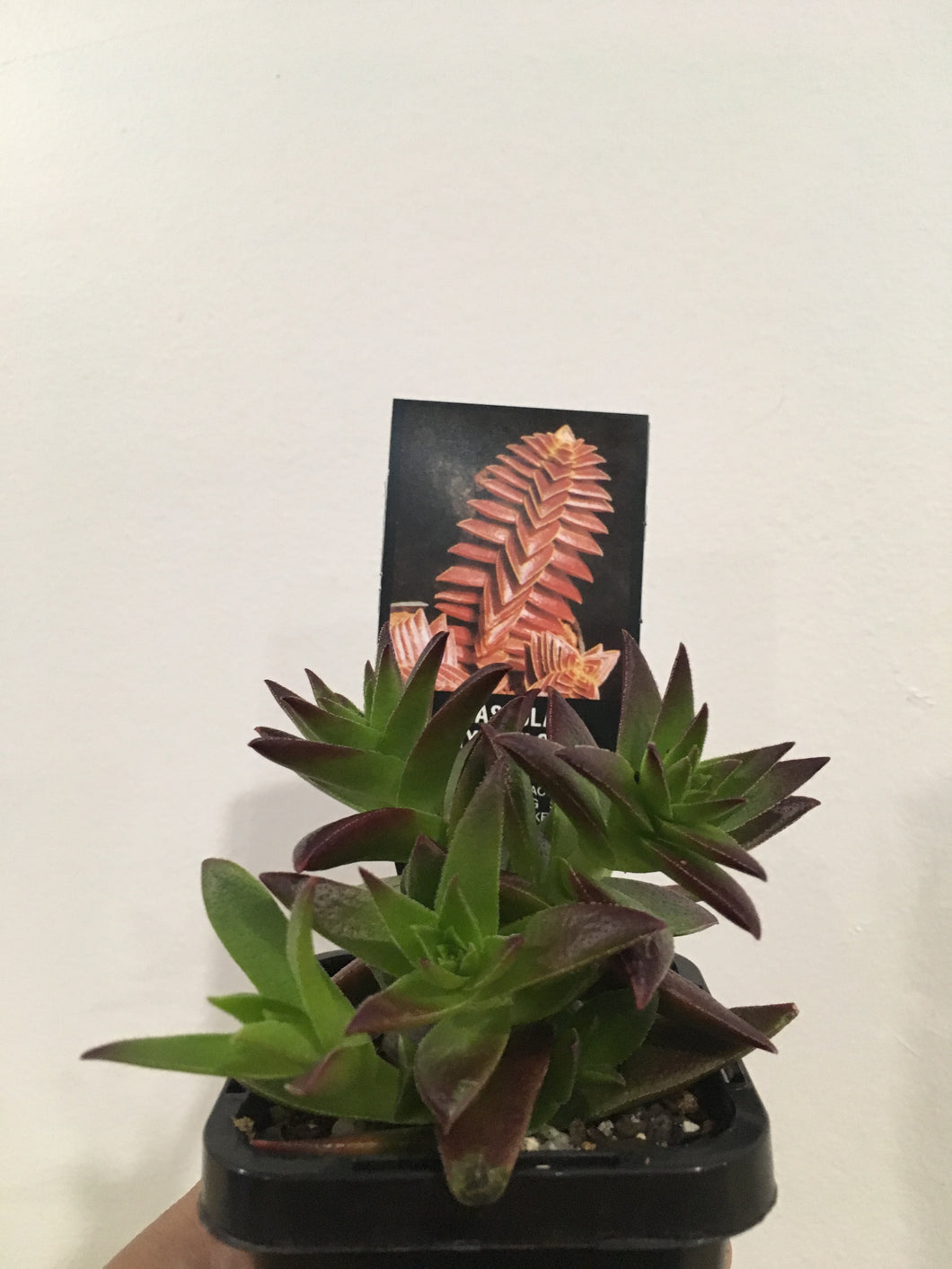 Crassula Corbulosa ‘the pyramid plant’ in 7cm pot