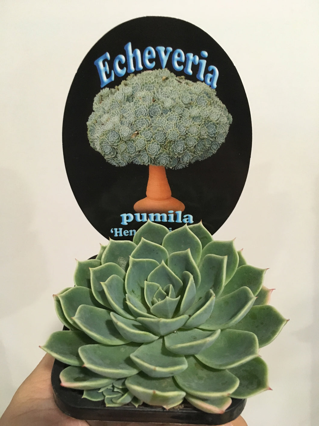 Echeveria pumila hen & chicken in 7cm pot