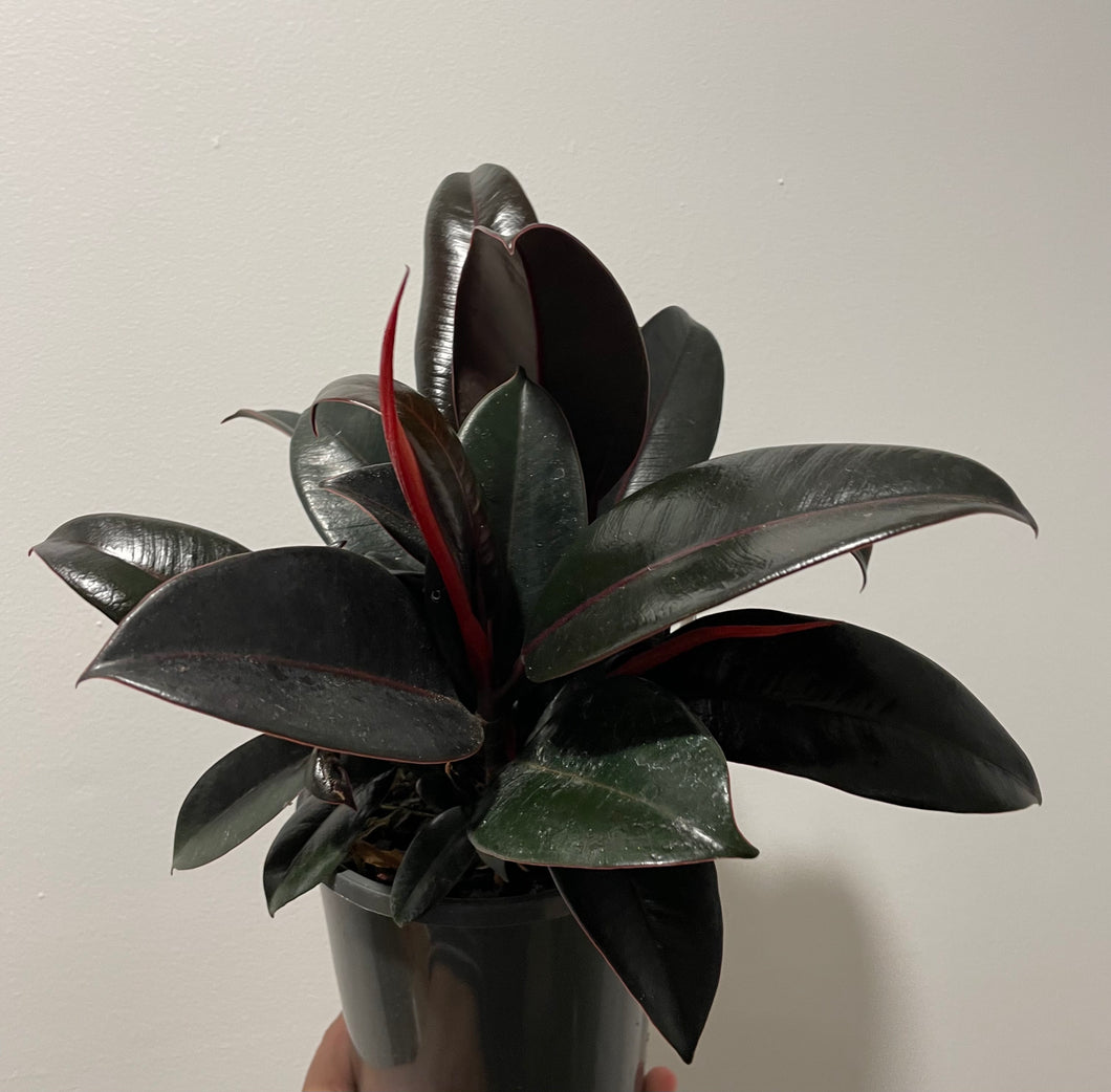 Ficus burgundy in 14cm pot