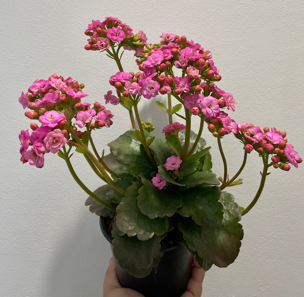 Kalanchoe calandiva zeta in 12cm pot