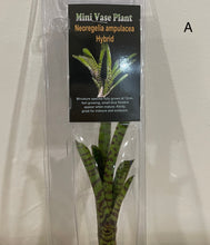 Load image into Gallery viewer, Air Plants
