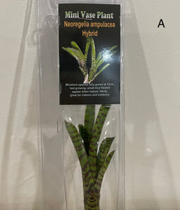 Air Plants