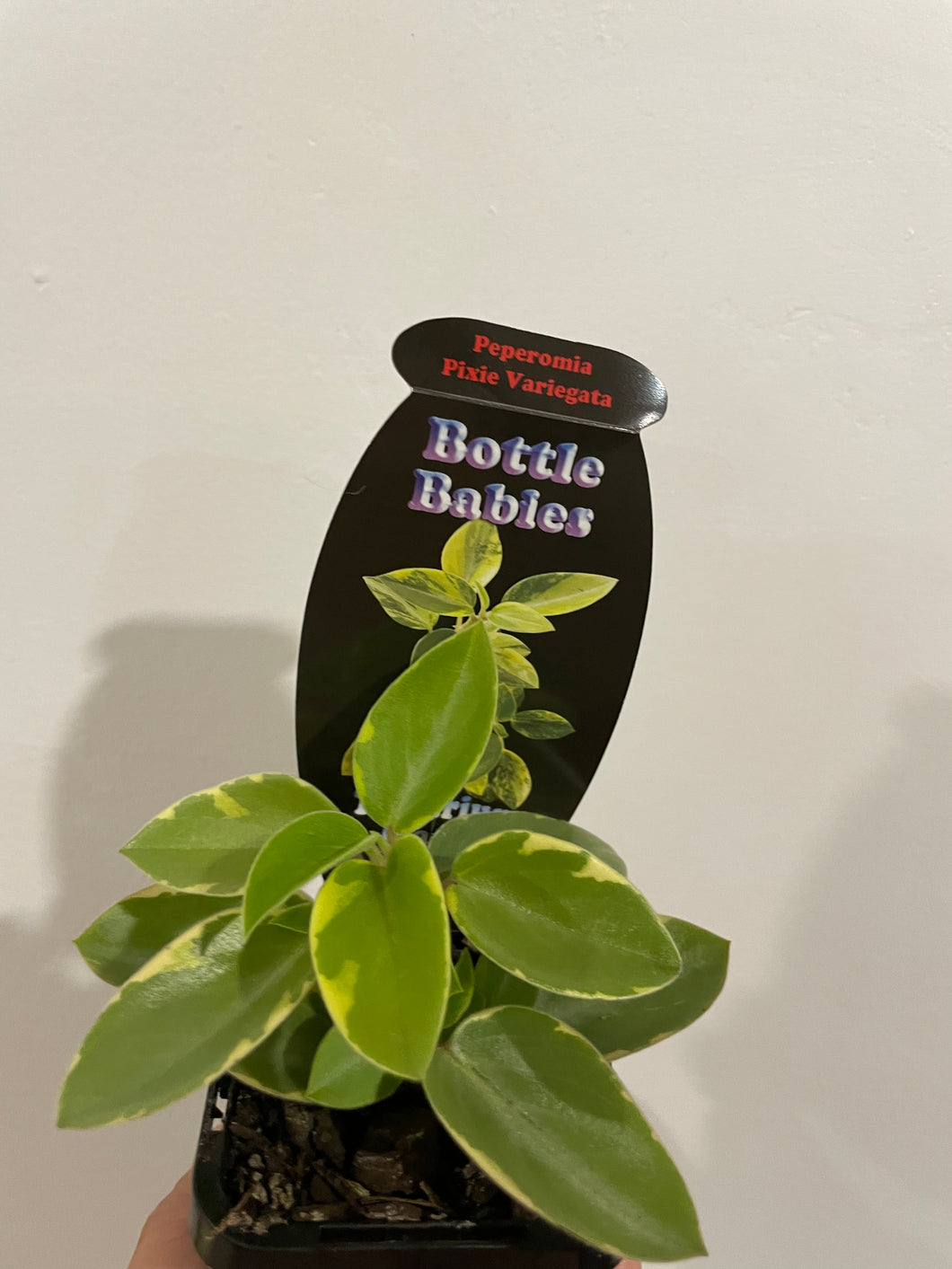 Peperomia pixie variegated in 7cm pot