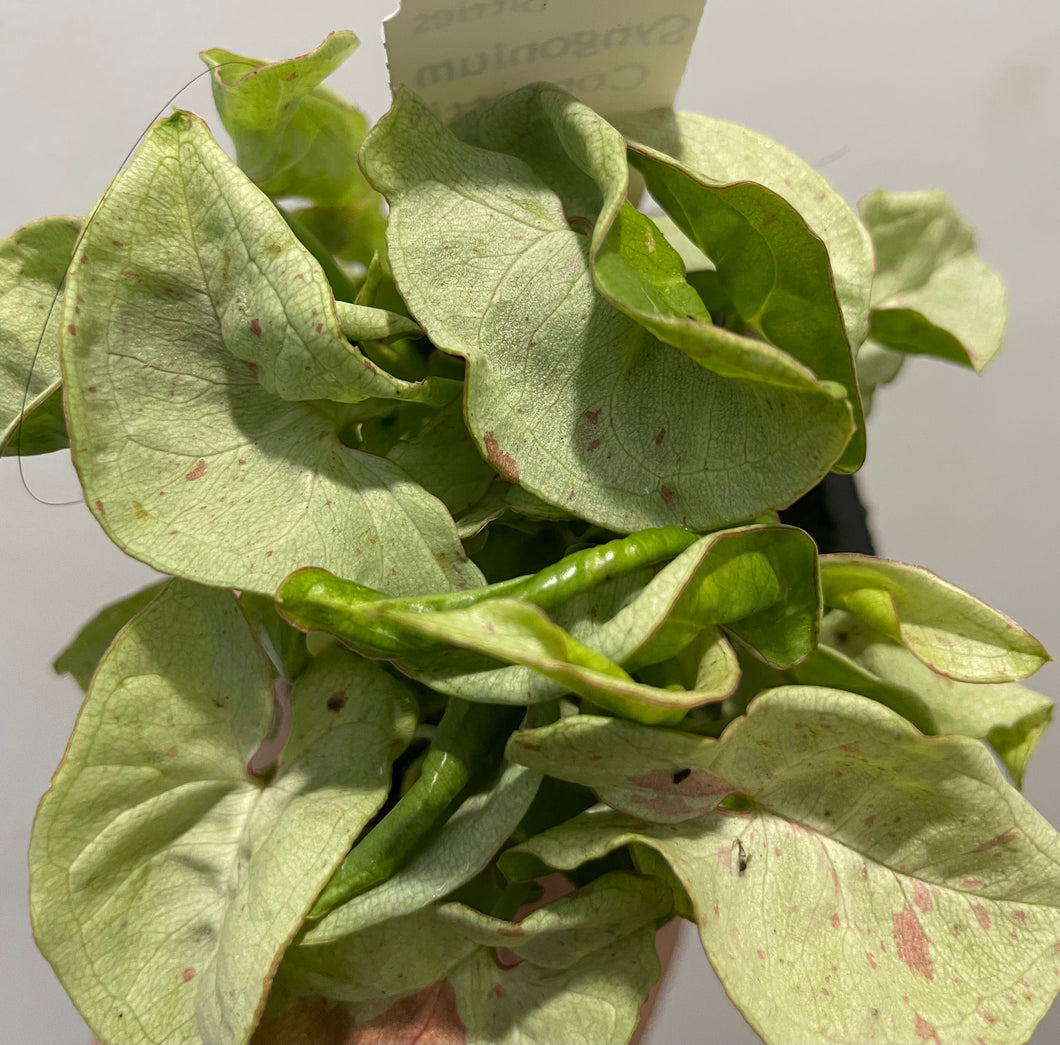 Syngonium confetti in 7.5cm pot