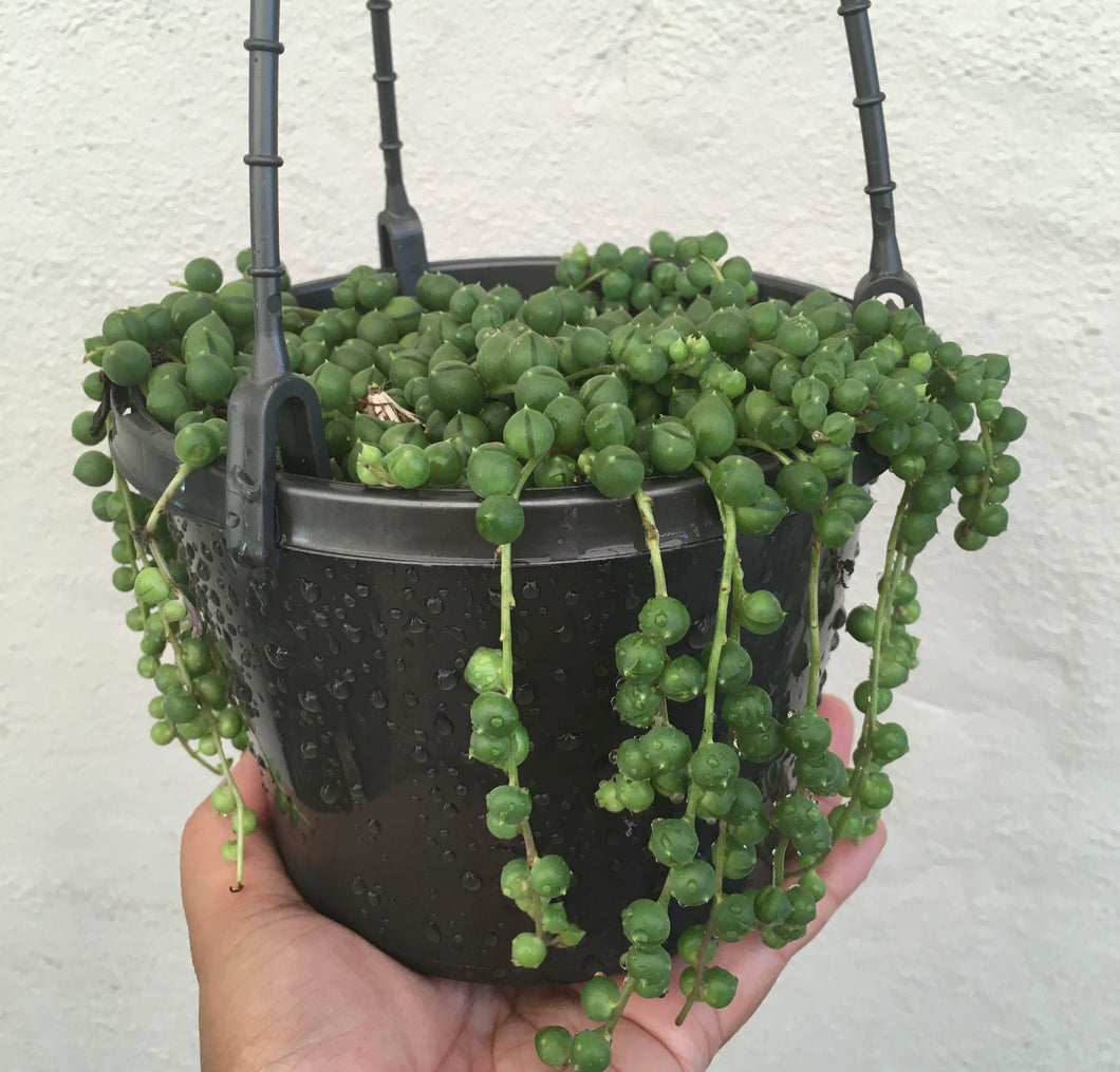 String of pearls in 15cm pot