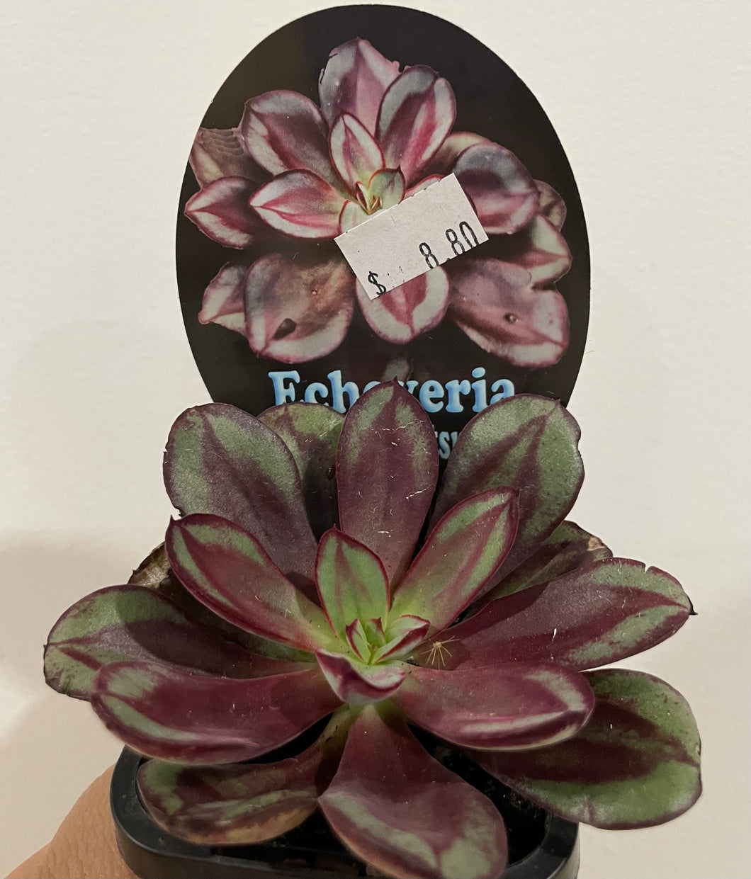 Echeveria Maruba Benitsukasa in 7cm pot