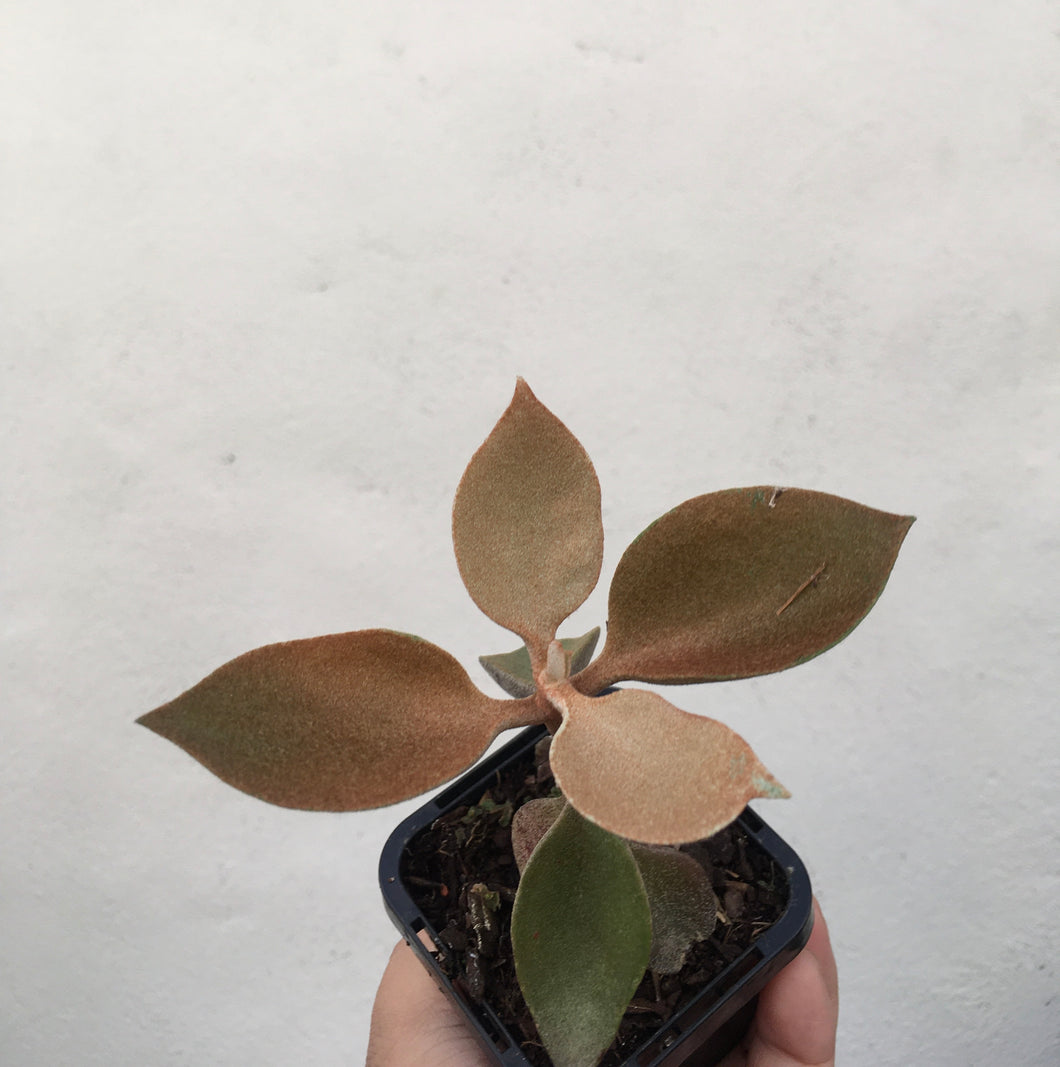 Kalanchoe orgyalis or copper spoons in 7cm pot