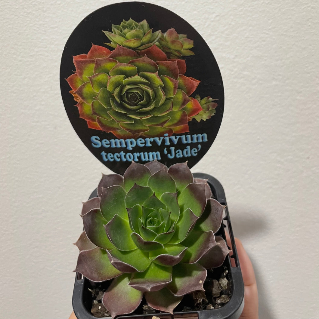 Sempervivum tectorum jade in 7cm pot