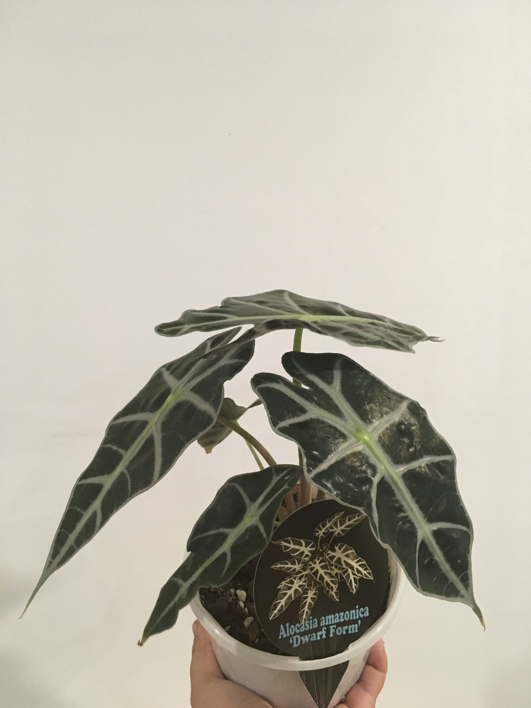 Alocasia amazonica dwarf form in 13cm pot