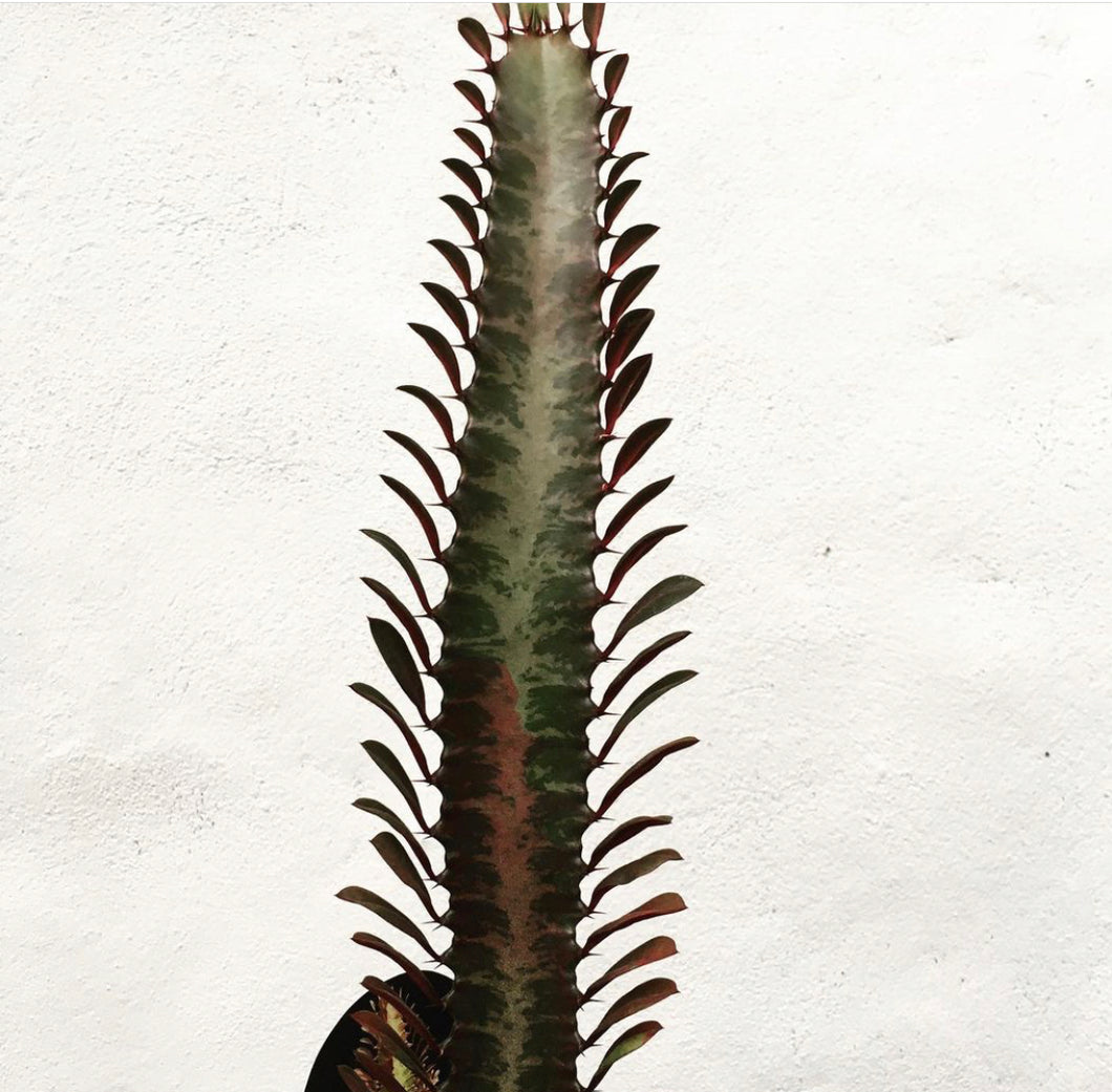 Euphorbia trigona red in 15cm pot