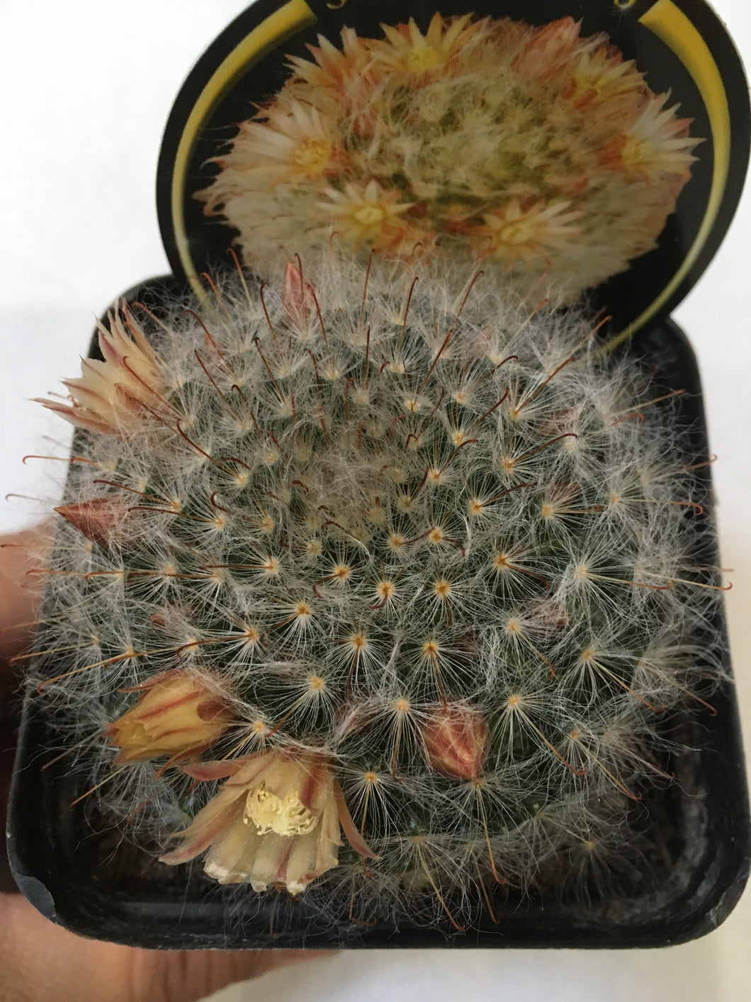 Powder Puff Cactus in 10cm pot