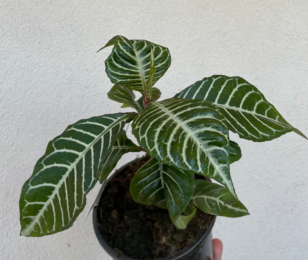 Aphelandra squarrosa zebra plant in 13cm pot