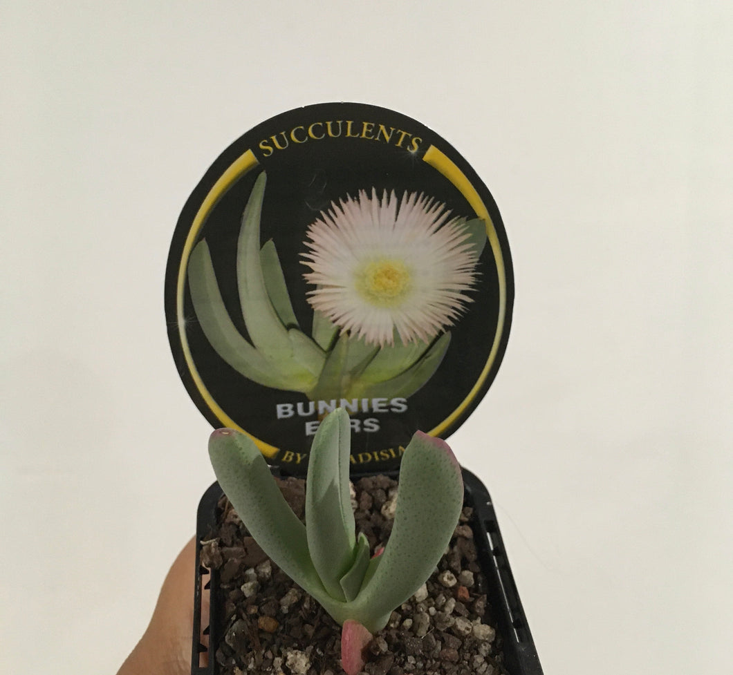 Bunnies ears livingstone succulent in 7cm pot