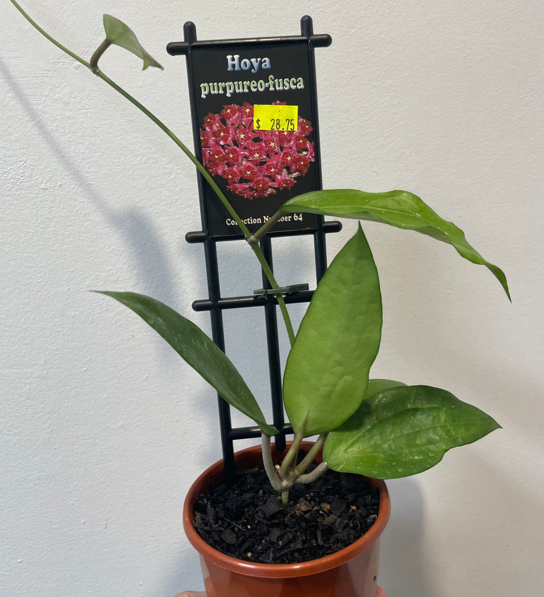 Hoya purpureo-fusca in 10cm pot