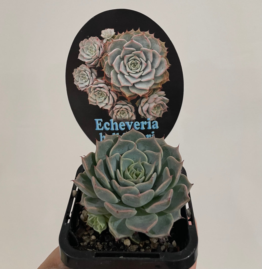 Echeveria halbingera in 7cm pot
