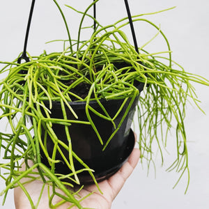 Rhipsalis Brazil (campos portoana) in 15cm pot