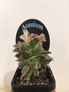 Aeonium Sunburst Cristata in 7cm pot