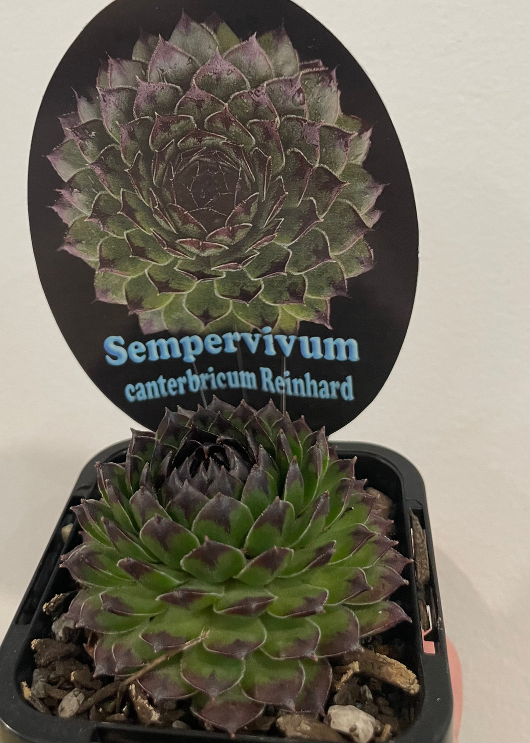 Sempervivum canterbricum reinhard in 7cm pot