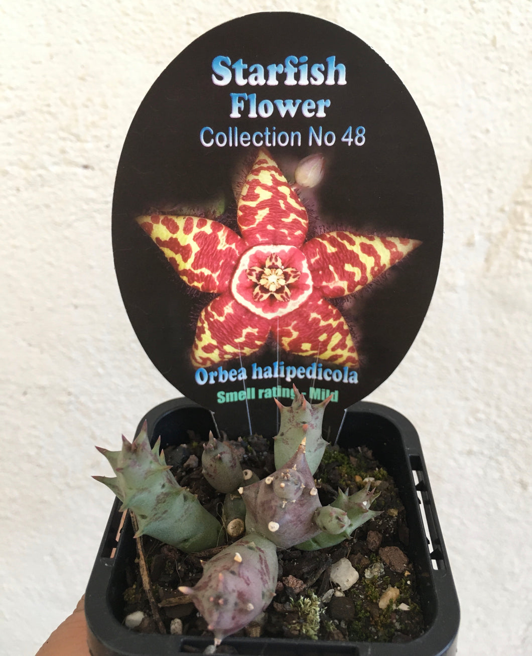 Starfish - Orbea halipedicola in 7cm pot