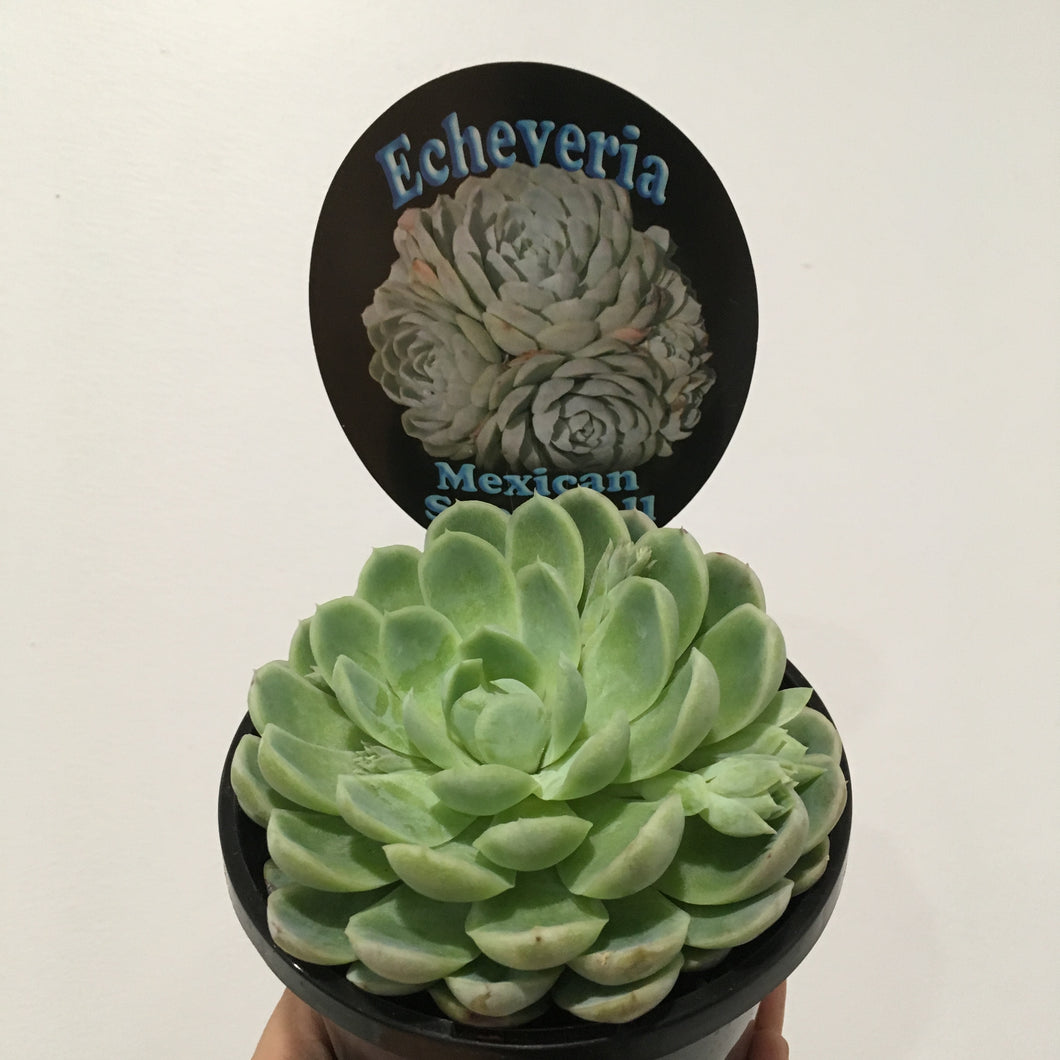 Echeveria Mexican Snowball in 13cm pot