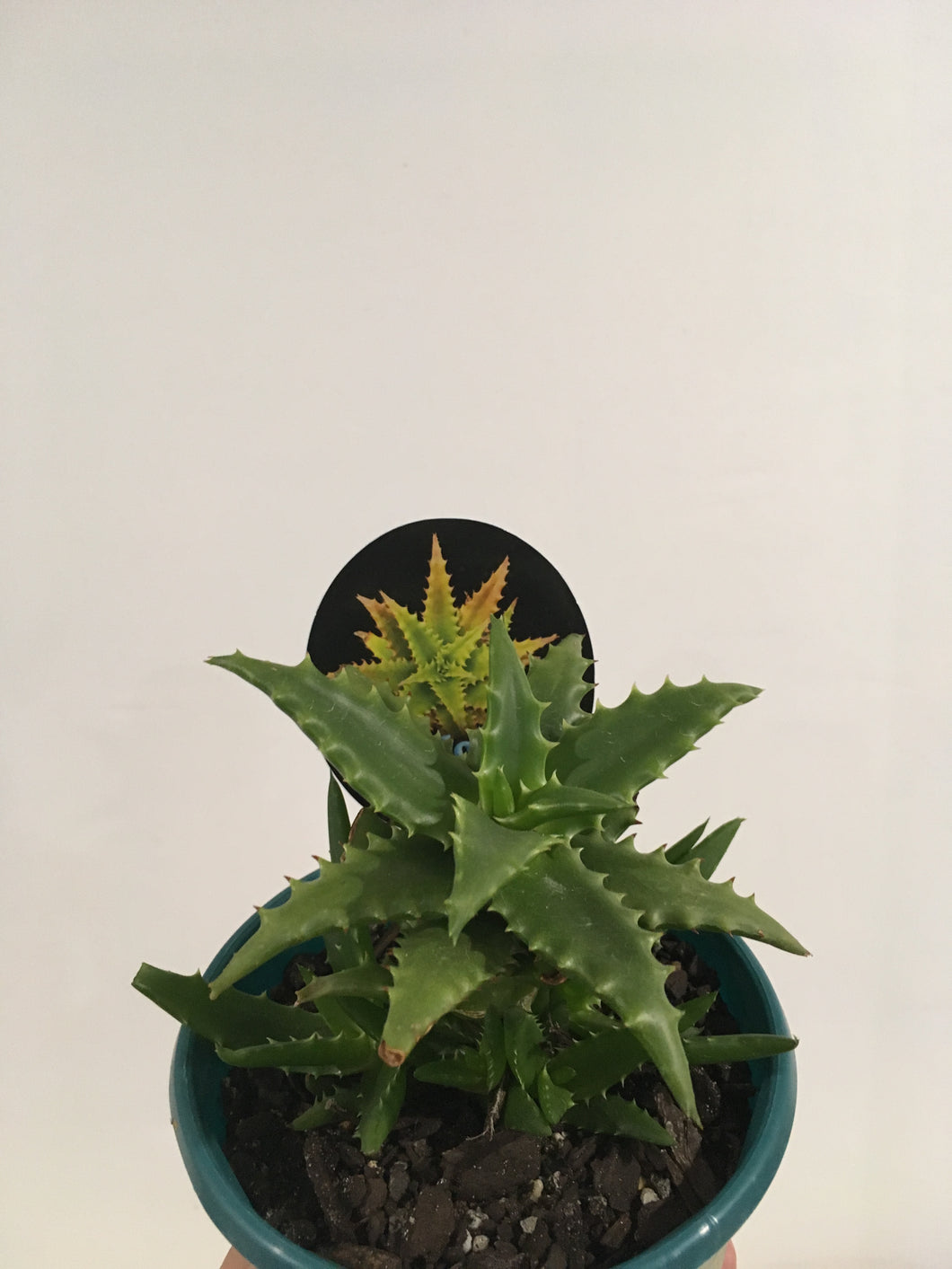 Aloe dorotheae in 13cm pot