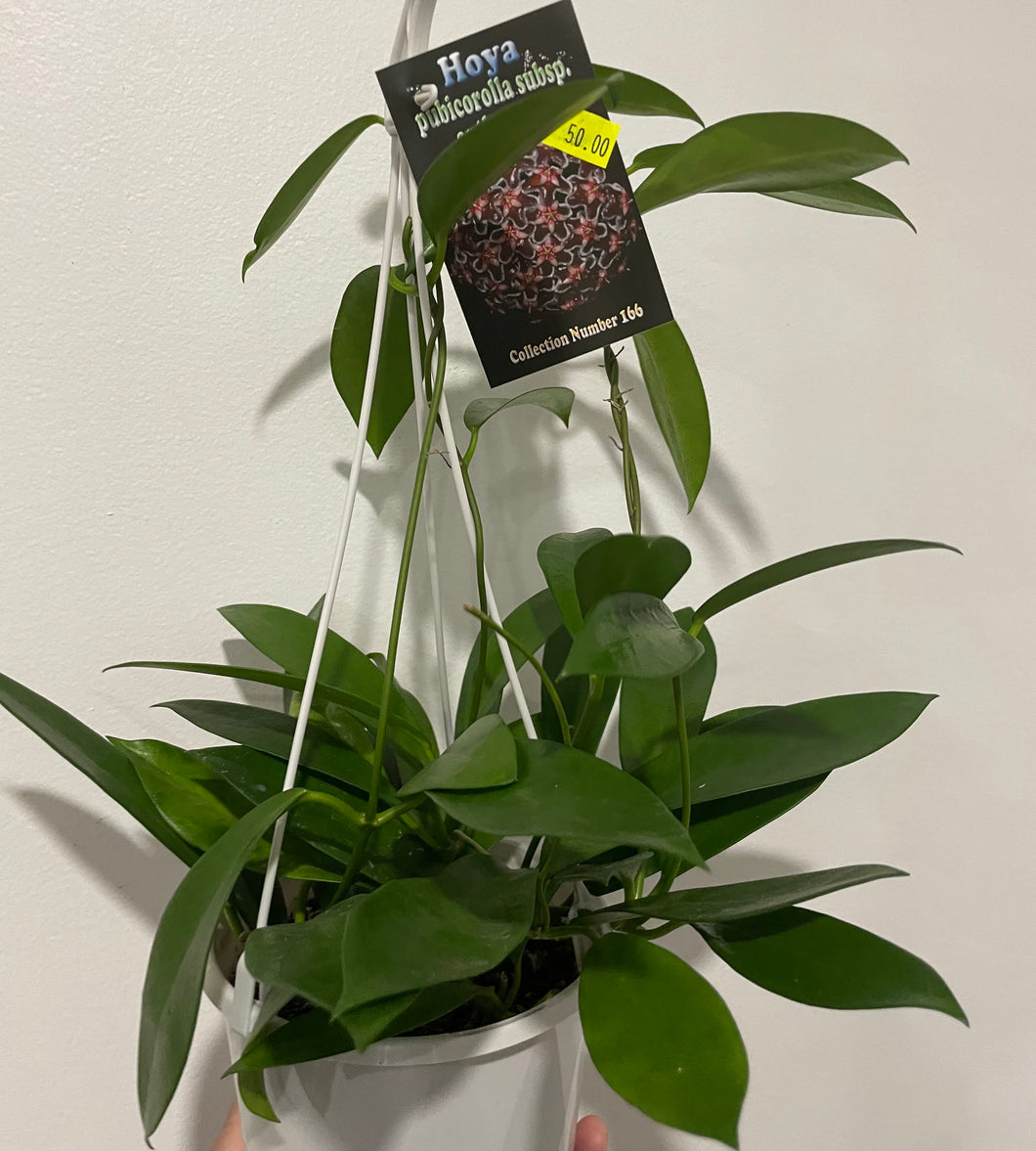 Hoya pubicorolla subsp. anthracina 13cm