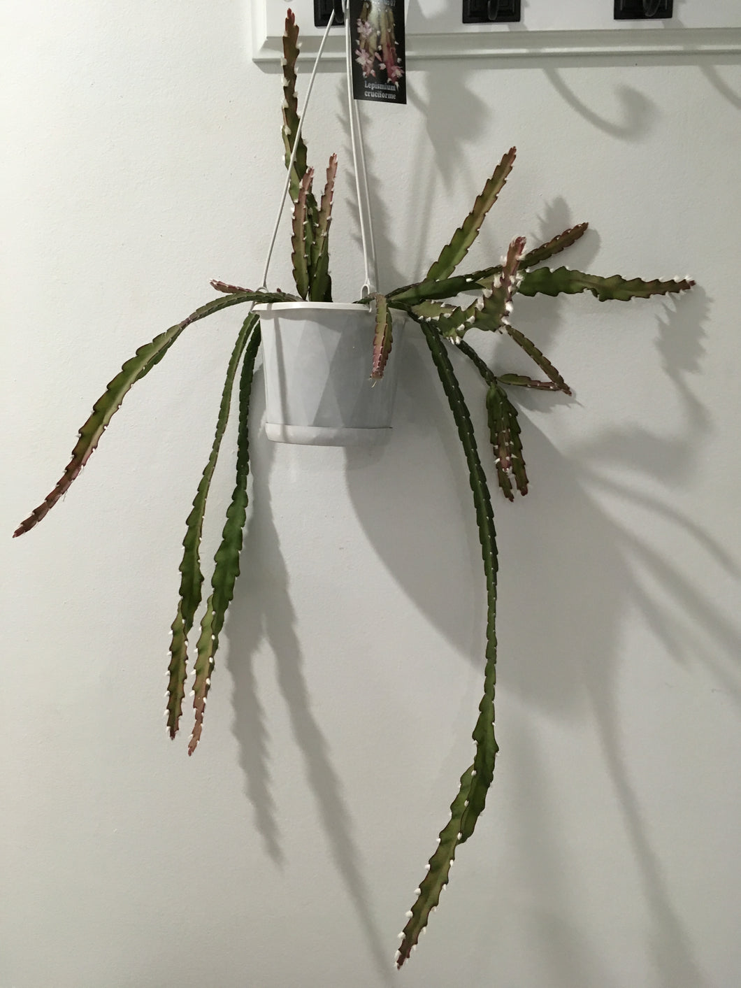 Lepismium Cruciforme in 13cm pot