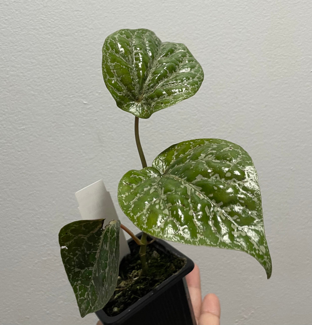 Piper crocatum in 7.5cm pot