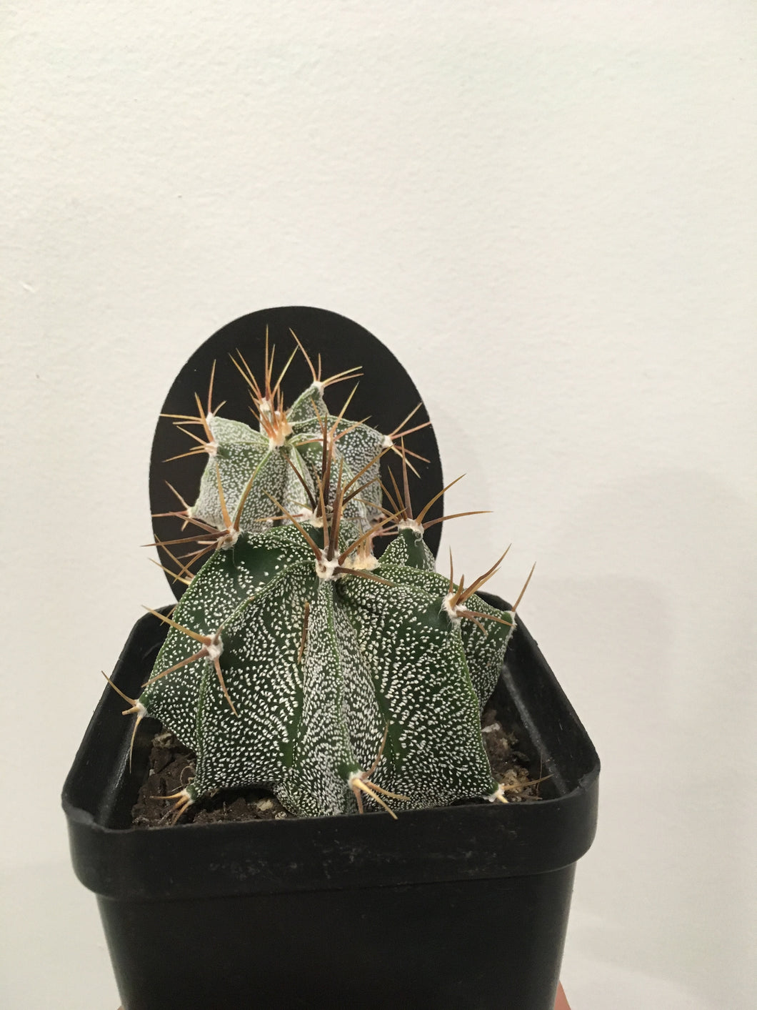 Astrophytum ornatum in 10cm pot
