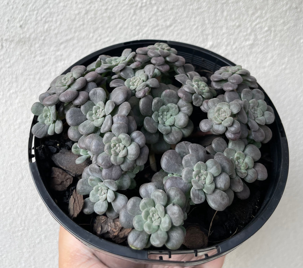 Sedum spathufolium in 13cm pot