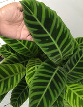 Load image into Gallery viewer, Calathea zebrina in 25cm pot
