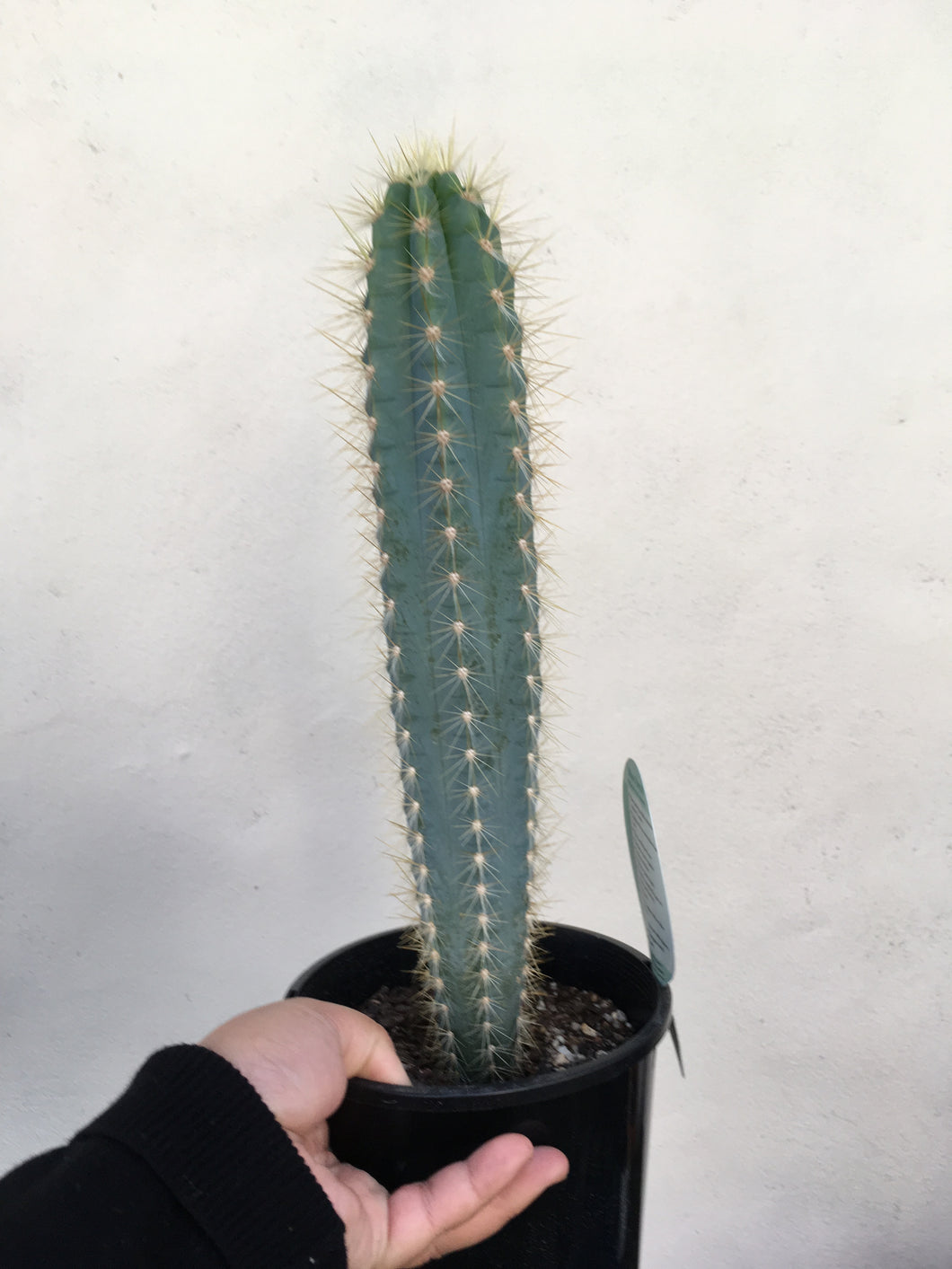 Blue Torch cactus - Pilosocereus azureus in 15cm pot
