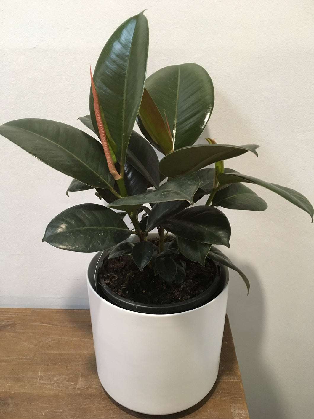 Ficus Elastica Robusta in 17cm nursery pot