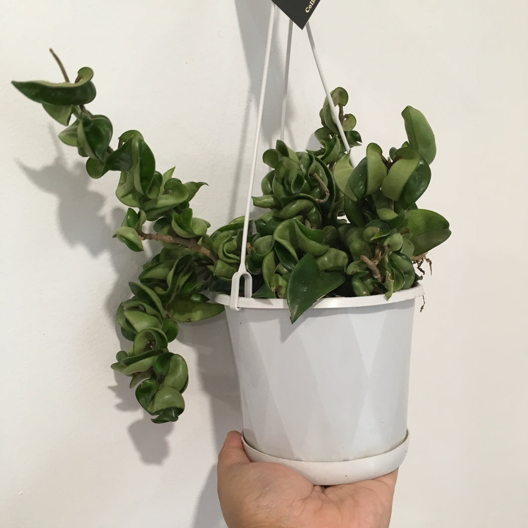 Hoya Indian Rope in 13cm pot