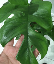 Load image into Gallery viewer, Raphidophora tetrasperma totem in 20cm pot
