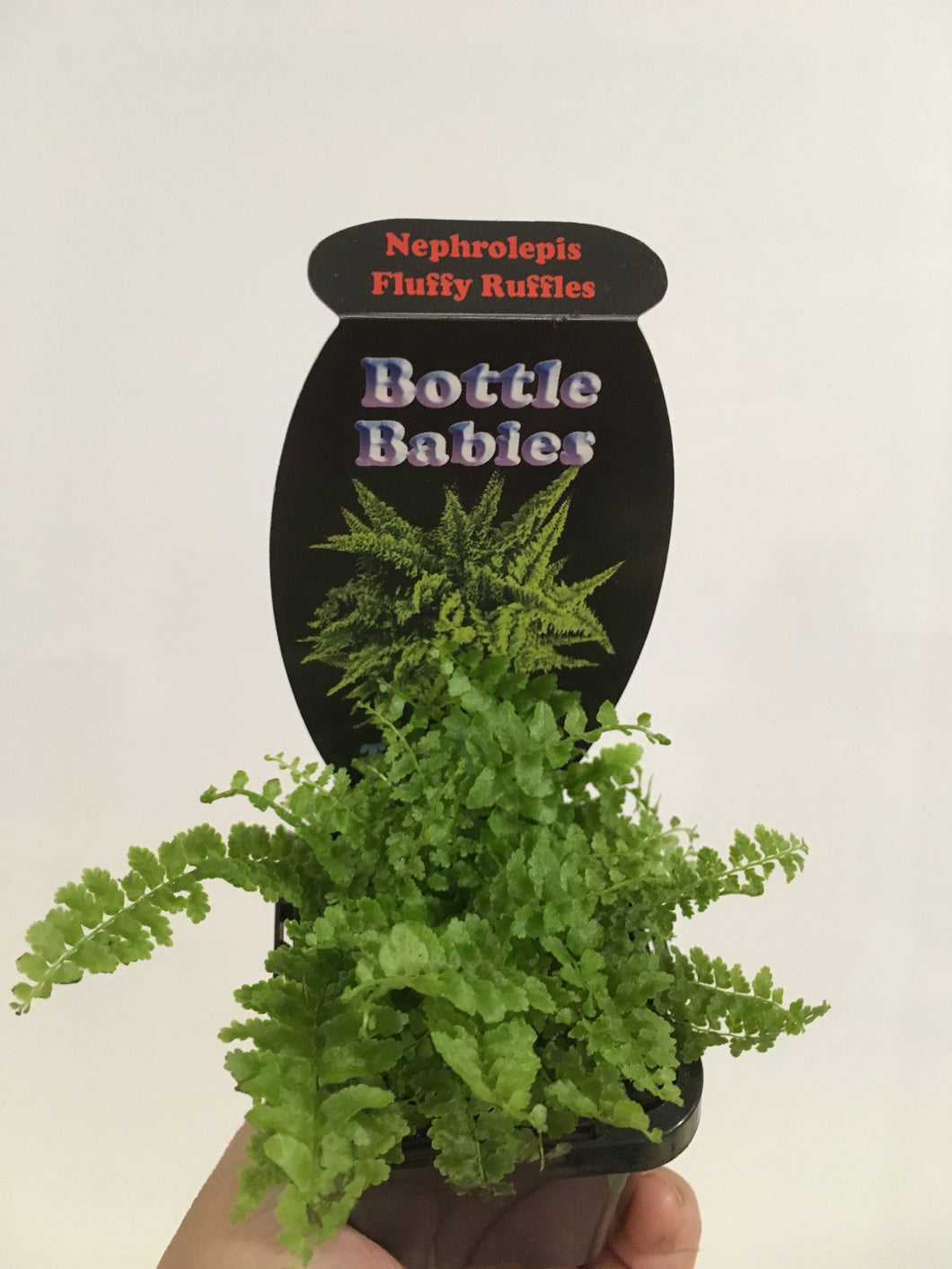 Nephrolepis Fluffy Ruffles in 7cm pot