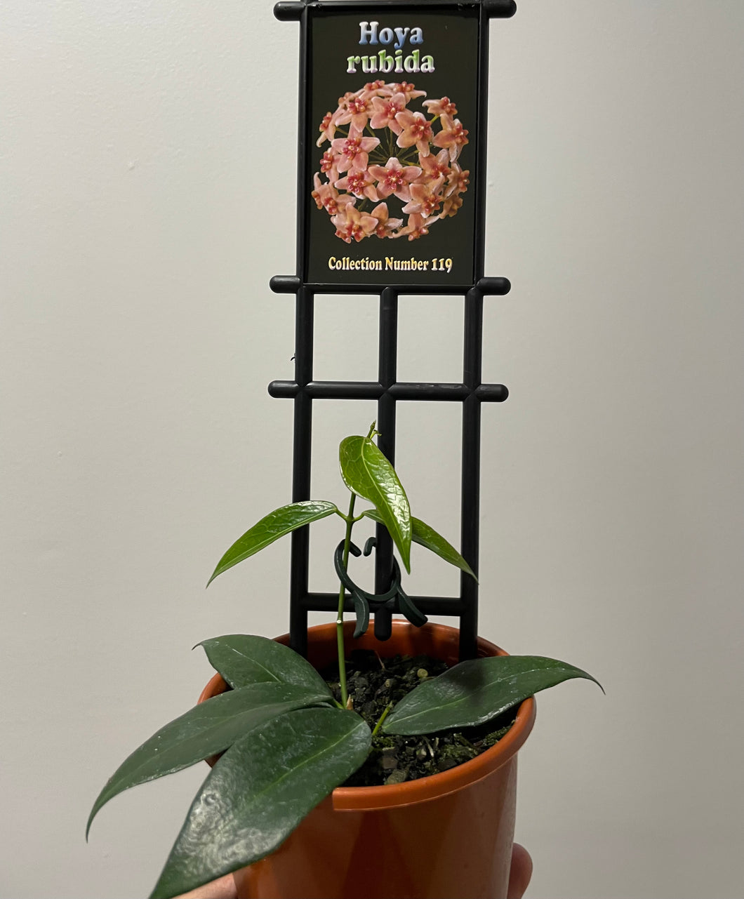 Hoya rubida in 10cm pot